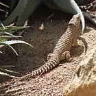 Giant girdled lizard at the San Diego Zoo