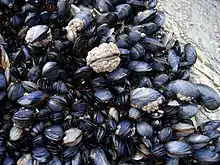 A bed of blue mussels, Mytilus edulis, in the intertidal zone in Cornwall, England