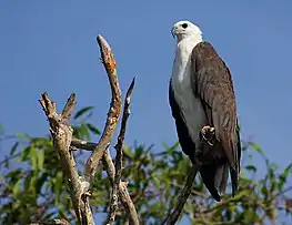 White-bellied sea eagle, Haliaeetus leucogaster