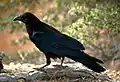 Common ravenCorvus corax