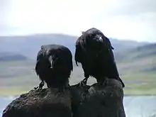 Common ravens