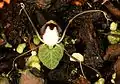 Corybas geminigibbus, from Malaysia and Borneo