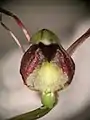 Corybas hypogaeus flower detail