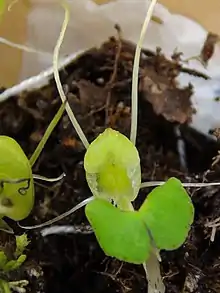 Corybas walliae from New Zealand