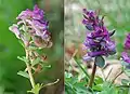 Comparison of inflorescences of Corydalis cava (right, with simple bracts) and the closely related C. solida (left, with digitate bracts).