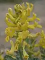 Golden smoke (Corydalis aurea)