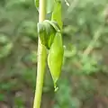 Close-up of single pendent fruit with its accompanying bract.