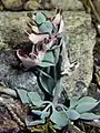 Corydalis rutifolia