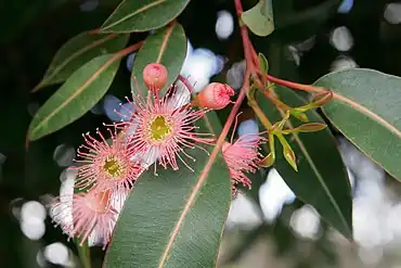 Corymbia flowers