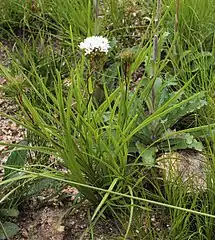 Corymbium cymosum, habit