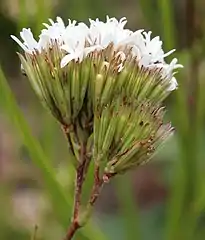 C. cymosum individual heads lack a stalk