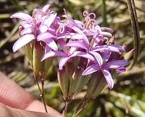 C. glabrum with glabrous inflorescence stalk and involucre