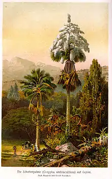 Corypha umbraculifera painting (1913)