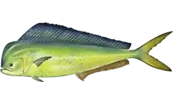 Mahi-mahi