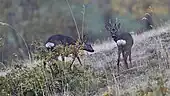 Being relatively hardy to browsing, (e. g. by roe deer) oaks (shrub in the corner) are generally able to establish under moderate grazing pressure, depending on the conditions.