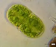 Cosmarium quadratum, with a smooth cell wall