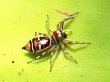 Female in Cairns