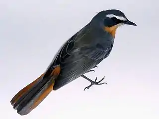 Adult, showing grey and rufous upper parts