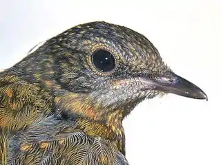 The dappled juvenile lacks a clear supercilium