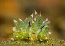 A frontal picture of a Costasiella kuroshimae.