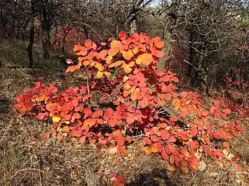 Plant in autumn