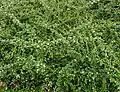 Plant of Cotoneaster dammeri