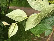 Undersides of leaves