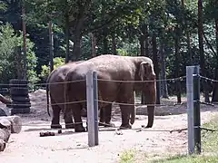 Elephants