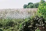 A cotton field, Usulután Department.