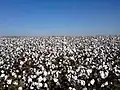 Cotton farm