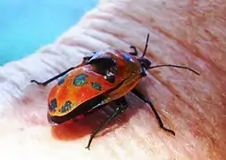 Cotton Harlequin Bug. Cooktown