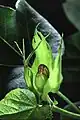 A cotton bollworm eating a boll