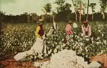 Image 281913 cotton harvest in East Texas (from History of Texas)