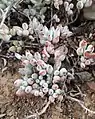 Cotyledon papillaris (grey form)