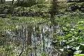 The bog garden