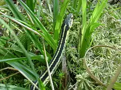 Common garter snake