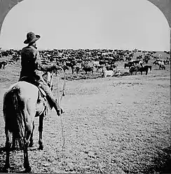 Cattle herd and cowboy, c. 1902