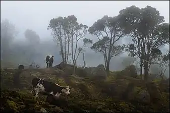 Cows in the fog