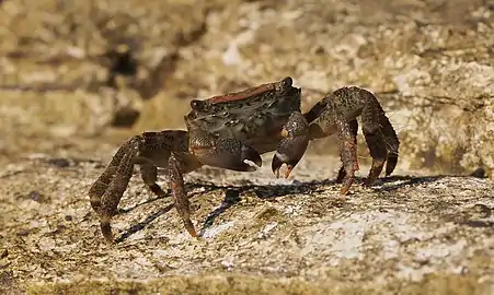 on the Adriatic Sea coastline, Croatia