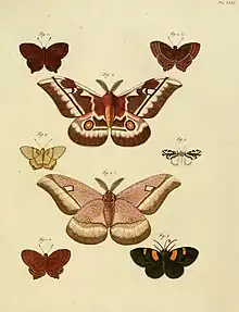 A museum plate illustrating various african moth species (fig.5 Paralacydes vocula)