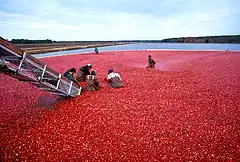 Image 39Cranberry harvest (from New Jersey)