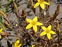 Crassula dichotoma