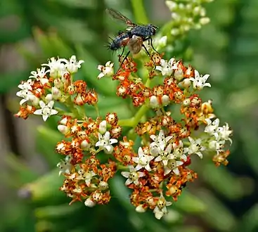 Inflorescence of Crassula tetragona subsp. robusta