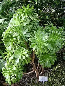 Aeonium arboreum