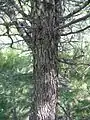 Branched thorns on the trunk