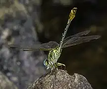 Male rear side view