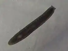 A dark brown flatworm with two visible nodes on its head.