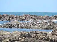 Crested terns at Lipson Cove, Spencer Gulf, South Australia