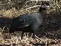 Crested guineafowl in South Africa