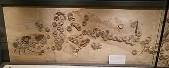 Fossil vertebrae of a shark with fish bones